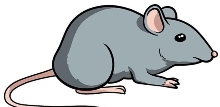 11 Easy Mouse Drawing Ideas To Make Beautiful Artworks