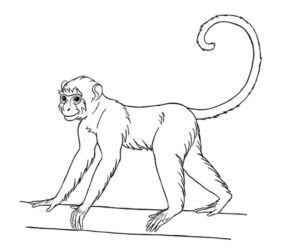 29 Easy Monkey Drawing Ideas - How To Draw Monkey - Julie Ann Art