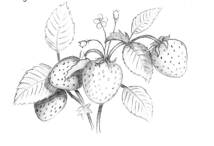 How To Draw A Strawberry