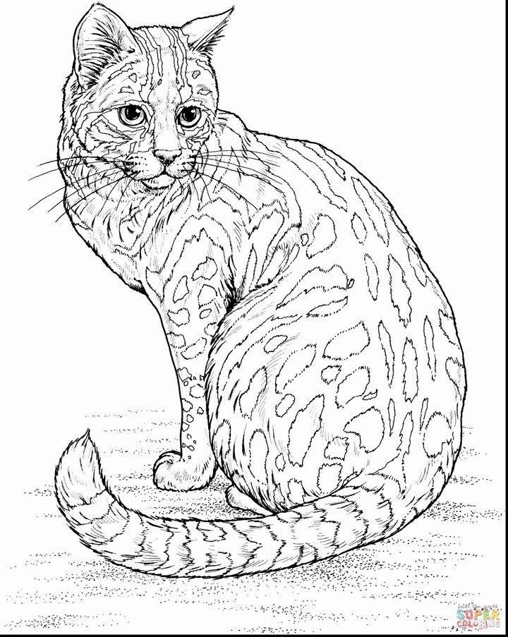 Wild Cats Coloring Pages