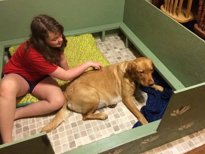 Building The Whelping Box