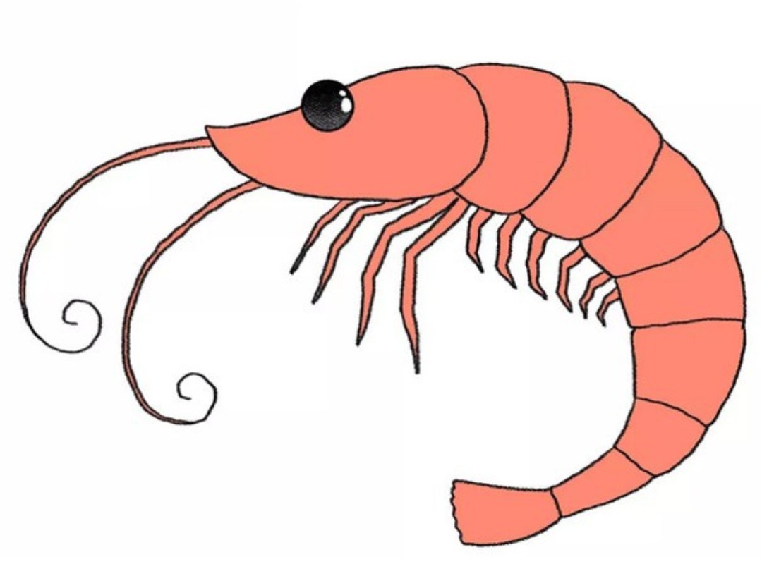 Shrimp Drawing Ideas
