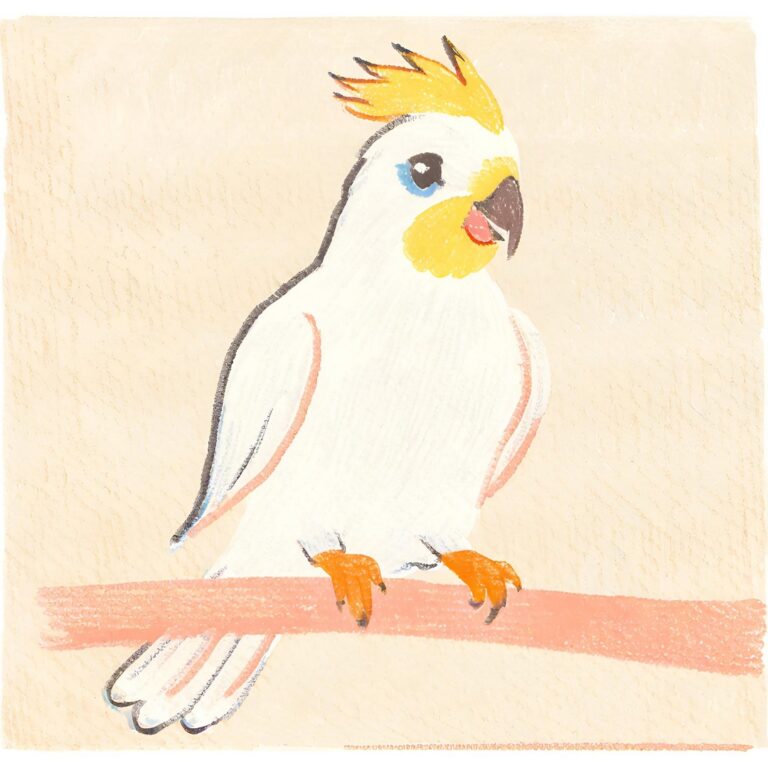 bird drawing